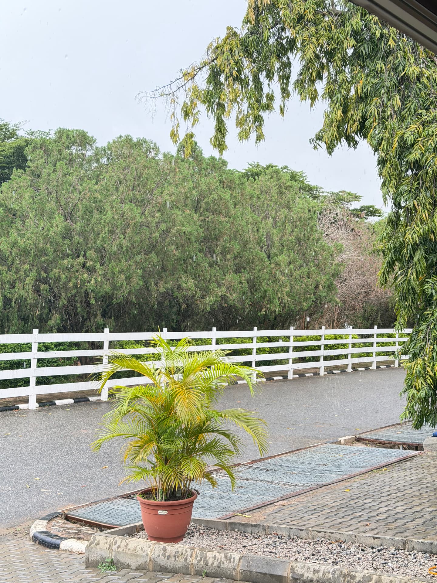 Potted palm beside a paved walkway looking out over a green estate treeline in Abuja