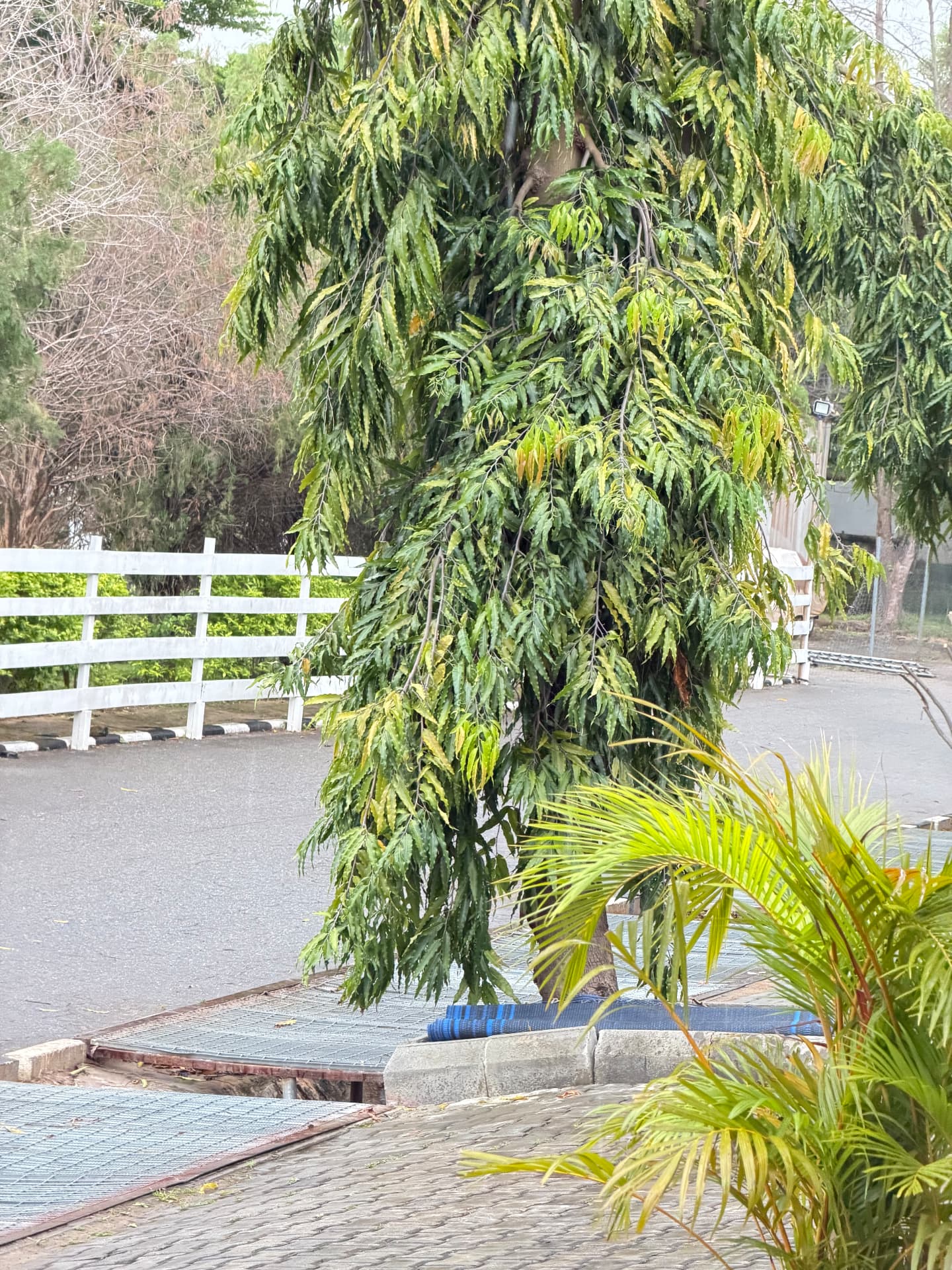 Mature trees overhanging a quiet paved estate road in Abuja